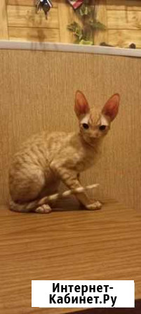 Котята корниш-рекс Смоленск - изображение 1