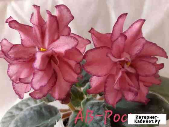 Фиалки Новосибирск