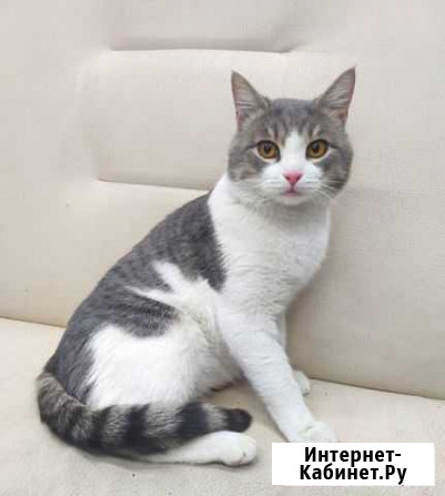Кот в добрые руки Сергиев Посад - изображение 1