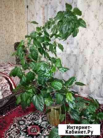 Гибискус, китайская роза Усолье-Сибирское