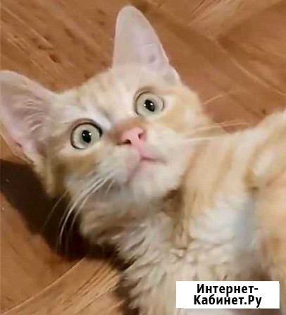 Котята Саранск - изображение 1