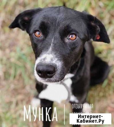 Собака в добрые руки Симоненко - изображение 1