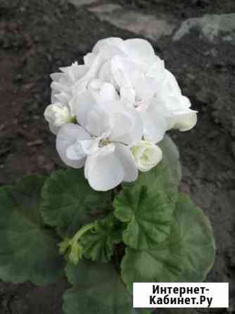 Герань Альбина Ульяновск