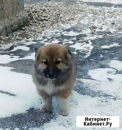 Щенки Вавож - изображение 1
