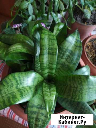 Сансевиерия ханни Тещин язык Новокузнецк - изображение 1