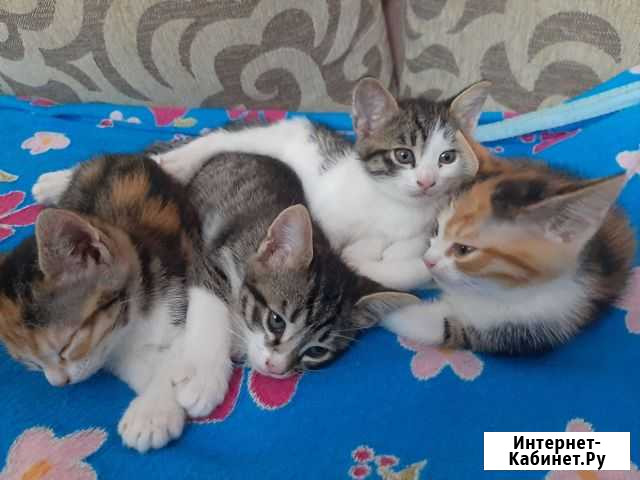 Котята в добрые руки Керчь - изображение 1