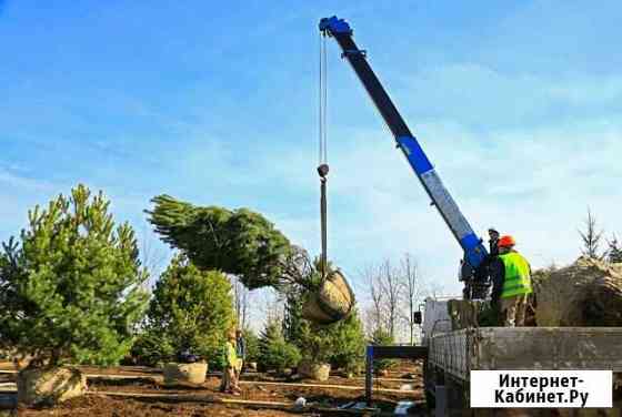 Посадка крупномерных деревьев Куровское