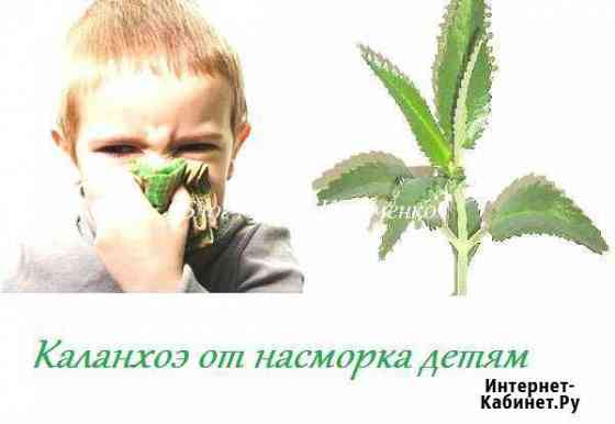 Каланхоэ лечебный Бийск