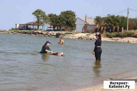 Дрессировка собак на воде Самара