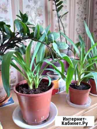 Цветы в ассортименте Киров