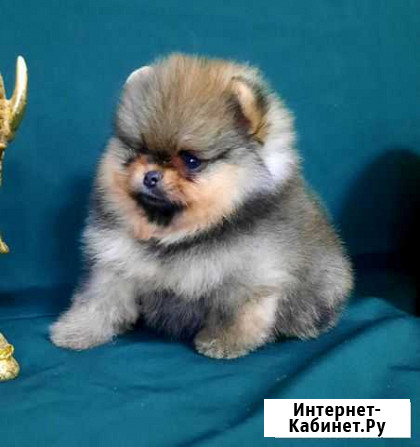 Щенки шпица Тюмень - изображение 1