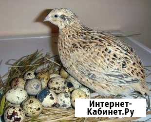 Перепелиные яйца на зерновых кормах Солнечногорск - изображение 1