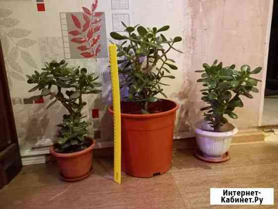 Денежное дерево Оренбург