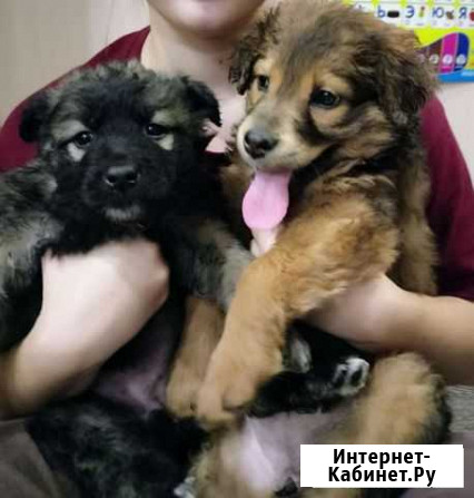Щенки Новокузнецк - изображение 1