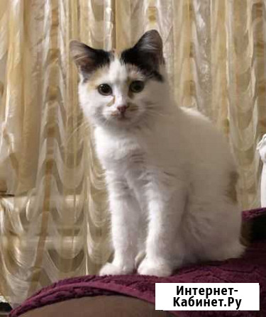 Кошечка в добрые руки бесплатно Пенза - изображение 1