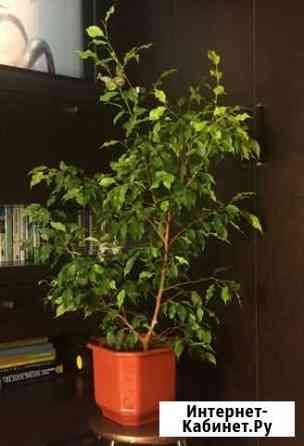 Фикус Бенджамина Воронеж