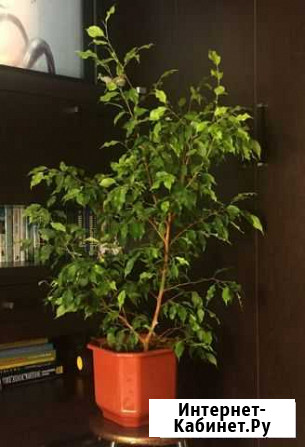 Фикус Бенджамина Воронеж - изображение 1