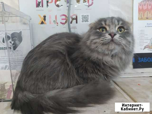 Вислоухий котенок Альметьевск - изображение 1