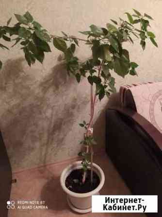 Китайская роза Энгельс