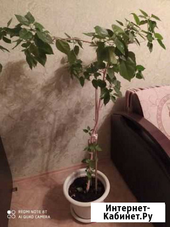 Китайская роза Энгельс - изображение 1
