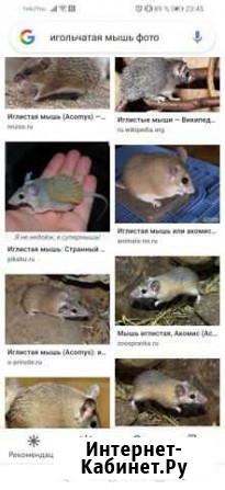 Мышки игольчатые Нижний Новгород - изображение 1
