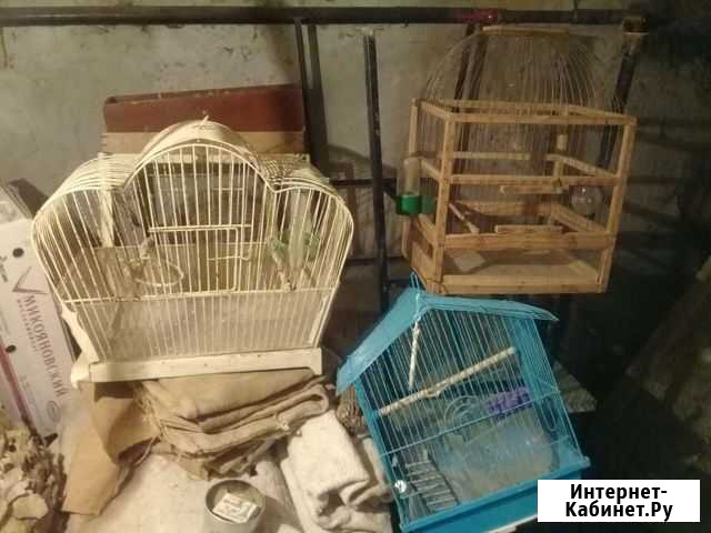 Клетки Камышин - изображение 1