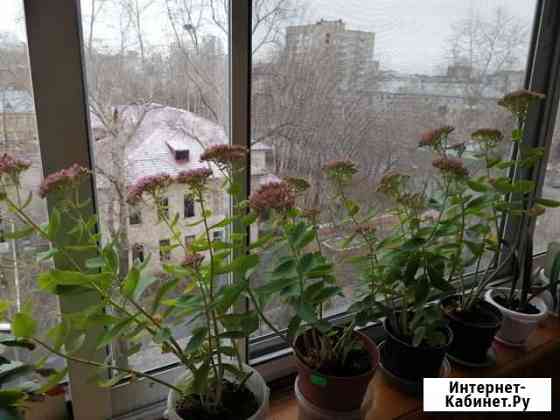 Очиток видный Киров