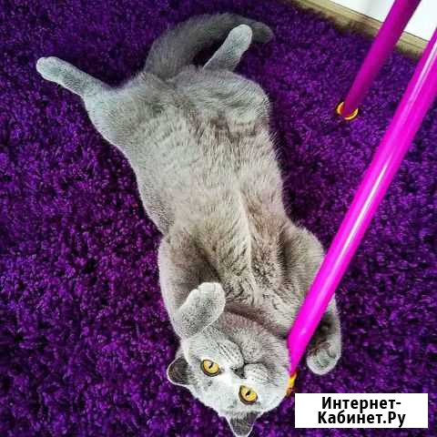 Кошка на вязку Мурино - изображение 1