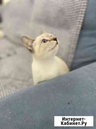 Кошка Таечка Волгоград