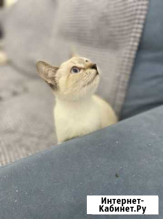 Кошка Таечка Волгоград - изображение 1