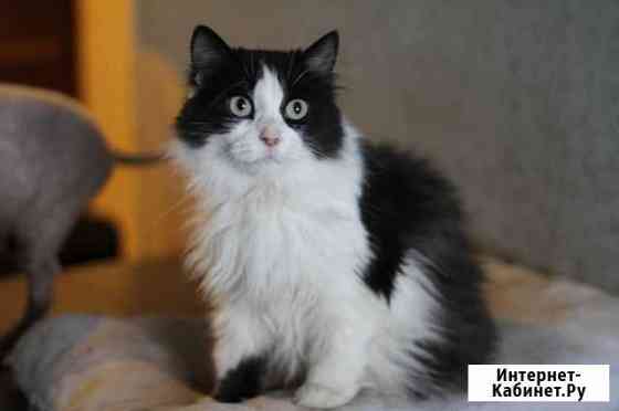 Кошечка Тайга в добрые руки Екатеринбург