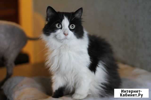 Кошечка Тайга в добрые руки Екатеринбург - изображение 1