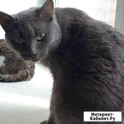 Зоя в добрые руки Екатеринбург