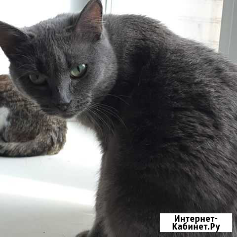 Зоя в добрые руки Екатеринбург - изображение 1