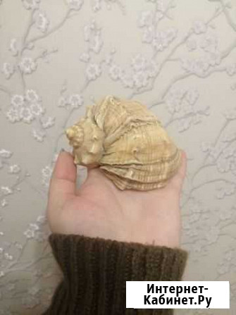 Большая ракушка со звуком моря Сургут - изображение 1