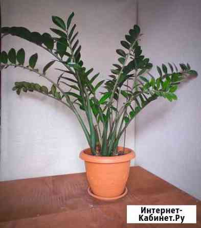 Замиокулькас Сочи