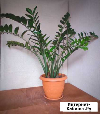 Замиокулькас Сочи - изображение 1