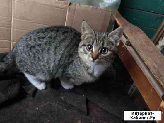 Котенок Калуга