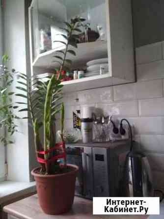 Замиокулькас, фикус и тд Саратов