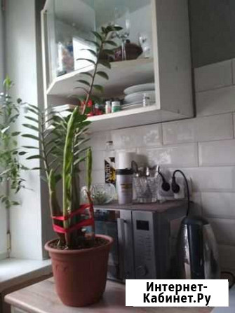 Замиокулькас, фикус и тд Саратов - изображение 1