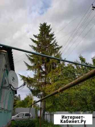 Ель Старый Оскол