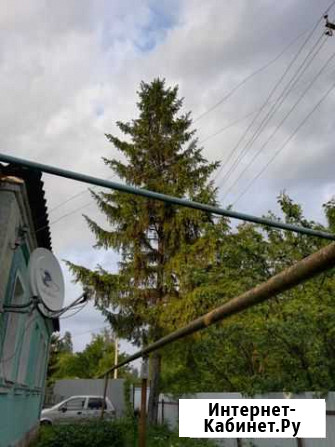 Ель Старый Оскол - изображение 1