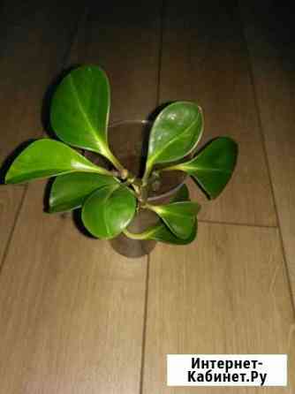 Пиперомия Рязань