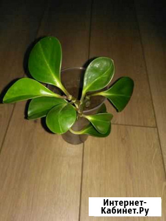 Пиперомия Рязань - изображение 1