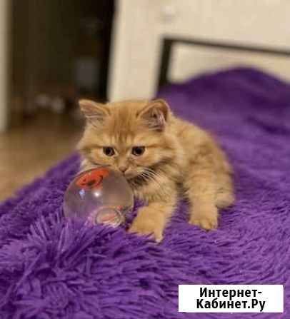 Отдам котенка Красноярск - изображение 1