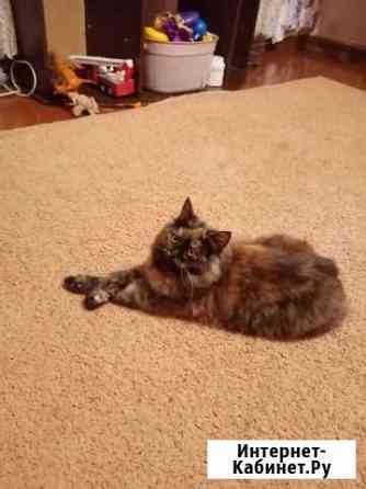 Котенок в добрые руки Тамбов