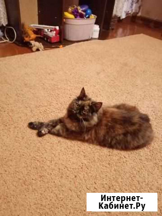 Котенок в добрые руки Тамбов - изображение 1