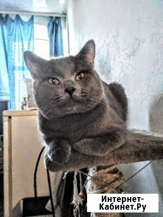 Вязка с шотландским котом Скоттиш-страйт Санкт-Петербург - изображение 1