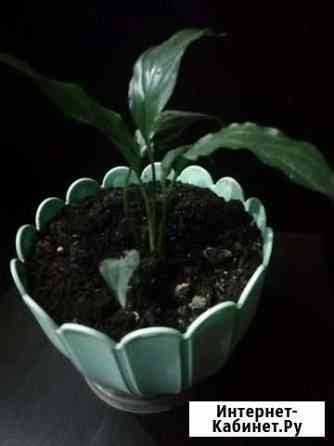 Спатифиллум Киров