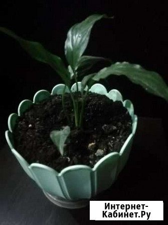 Спатифиллум Киров - изображение 1